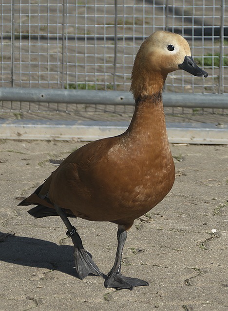 对费城
