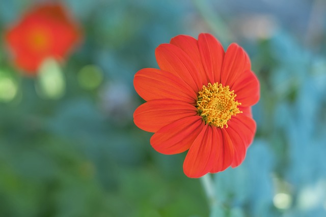 格列茲曼的 格列茲曼的